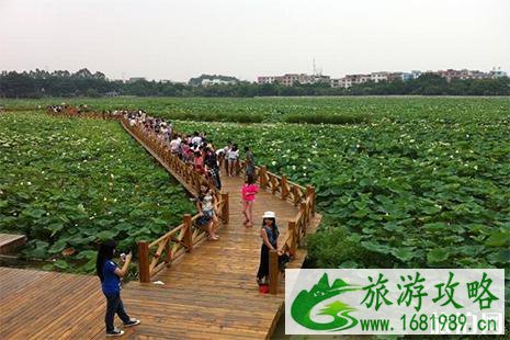 白洋淀荷花大观园 门票+游玩路线