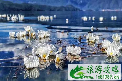 2022泸沽湖海菜花花期 2022泸沽湖海菜花攻略