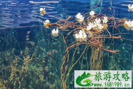 2022泸沽湖海菜花花期 2022泸沽湖海菜花攻略