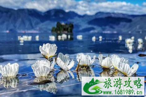 2022泸沽湖海菜花花期 2022泸沽湖海菜花攻略