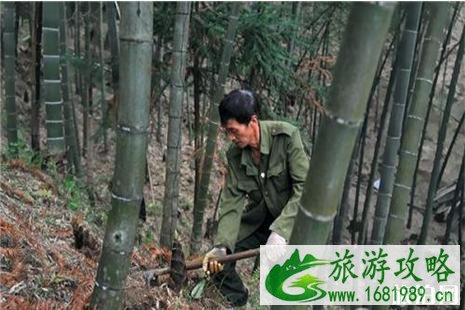 2022朗沙首届笋文化节6月15日开启