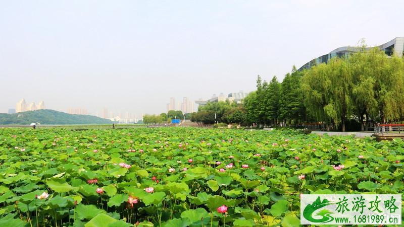 2022武汉荷花赏花地点推荐+花期+地址+交通