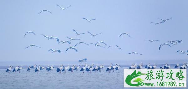 鄱阳湖国家湿地公园门票对山东游客打折时间