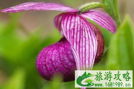 2022黄龙高山兰花节活动信息