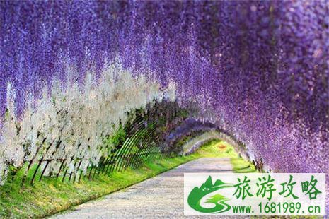 2022厦门紫藤花海风铃艺术节5月31日开启