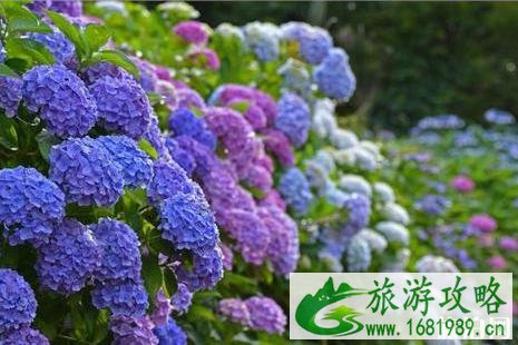 2022日本绣球花花期+门票价格+赏花景点