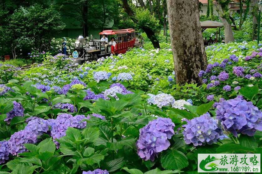 2022日本绣球花花期+门票价格+赏花景点