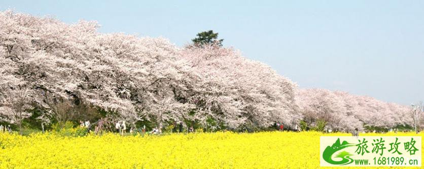 2022日本赏花时间表+地址