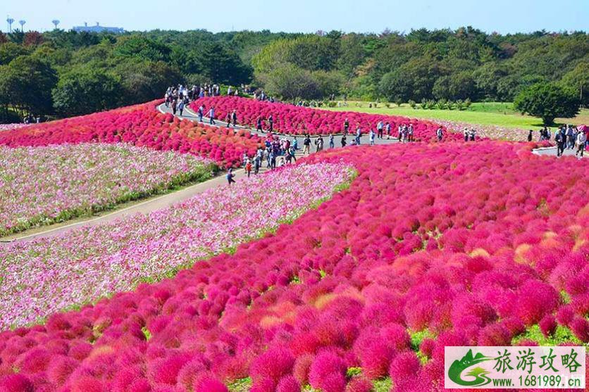 2022日本赏花时间表+地址