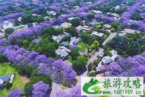 2022成都蓝花楹观赏地+花期+赏花指南