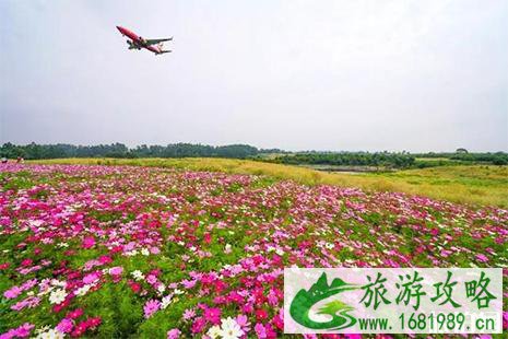 双流空港花田要门票不 地址+交通