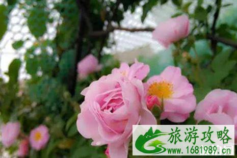 青岛蔷薇花什么时候开+赏花攻略