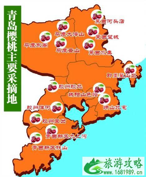 青岛樱桃采摘时间2022+价格+地址+交通