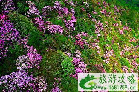 攀枝花延边百灵山杜鹃花海赏花攻略 地址+交通