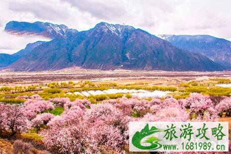 五一去林芝还有桃花吗 2022年林芝墨脱地震影响旅行吗