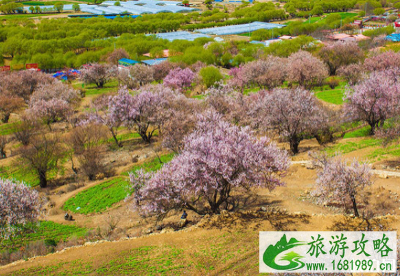 五一去林芝还有桃花吗 2022年林芝墨脱地震影响旅行吗