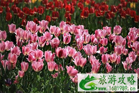 2022洛阳豪泽郁金香花海芍药花季4月26日开启