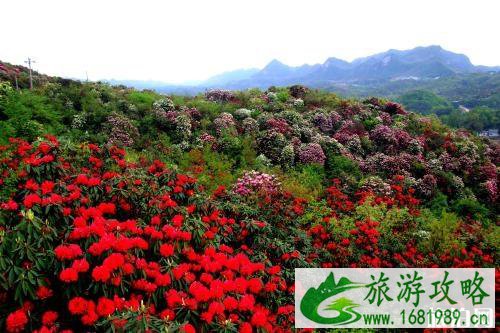 大黑山杜鹃花游玩路线 附门票信息