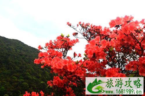 大黑山杜鹃花游玩路线 附门票信息