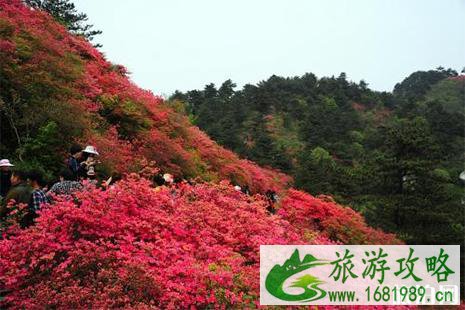 奉化金蛾村杜鹃花赏花指南 地点+交通