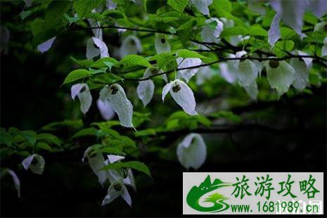 2022珙县珙桐花节4月开启