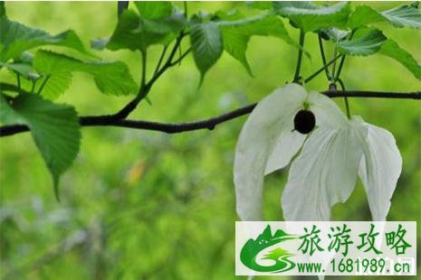 2022珙县珙桐花节4月开启