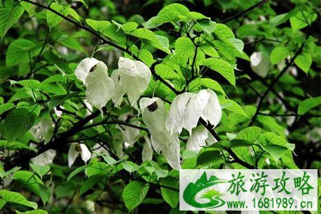 2022珙县珙桐花节4月开启