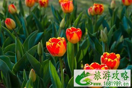 2022洛南郁金香节4月21日开启