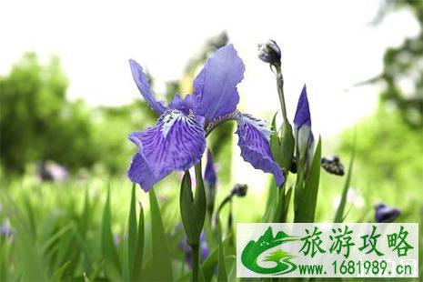 4月佛山哪里赏花