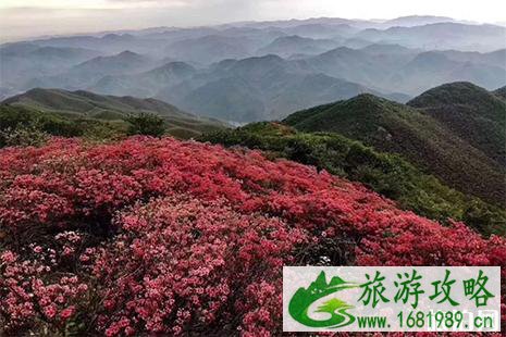 2022余杭百丈杜鹃花节4月20日开启