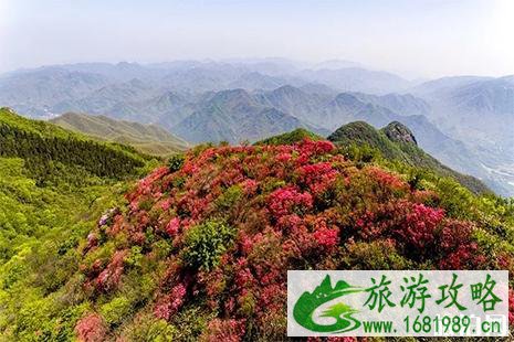 2022余杭百丈杜鹃花节4月20日开启