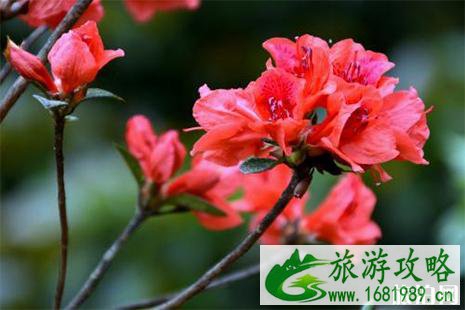 2022永州阳明山杜鹃花什么时候开 最佳赏花地+杜鹃花花期