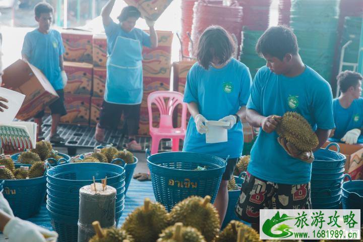 泰国几月份的榴莲最好吃