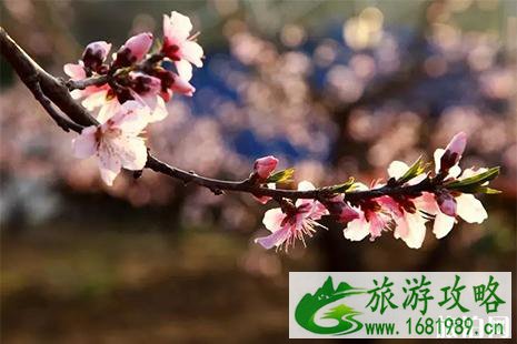 2022无锡阳山桃花节 附活动时间安排