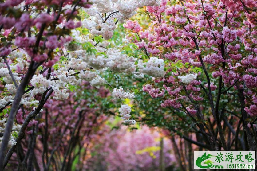 南京樱花几月份开 2022南京樱花节举办地址+票价