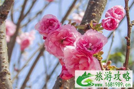 2022赣县樱花节3月开启 附加交通指南+防堵攻略