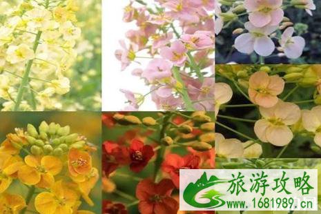 2022千灯油菜花节活动攻略