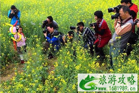 2022灌云油菜花节4月4日开启 附活动时间安排