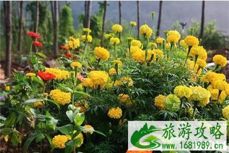 2022沙河市桃花源桃花牡丹观赏节4月16日开启