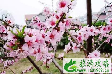 2022八师石河子4月20日开启 附赏花攻略