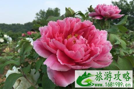 2022水阳牡丹节4月16日开启 附赏花活动