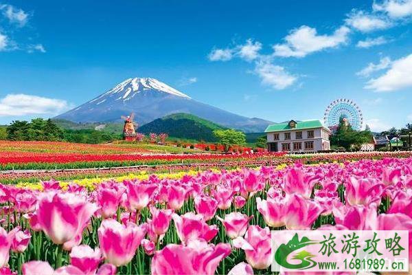 2022日本富士山年度郁金香节活动