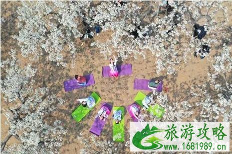 2022夏津梨花节什么时间+交通+介绍 2022夏津梨花节什么时间+交通+介绍