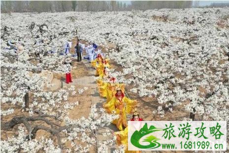 2022夏津梨花节什么时间+交通+介绍 2022夏津梨花节什么时间+交通+介绍