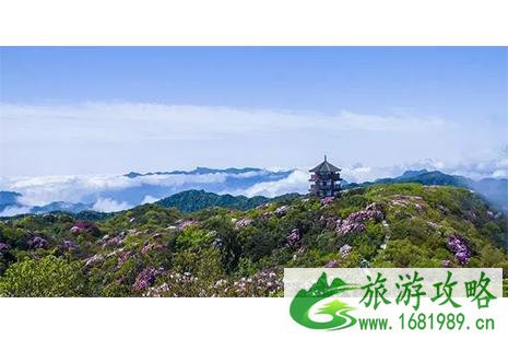 2022重庆金佛山杜鹃花节4月20日开启