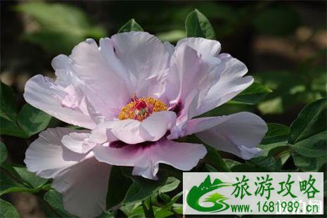 2022菏泽赏花专线信息