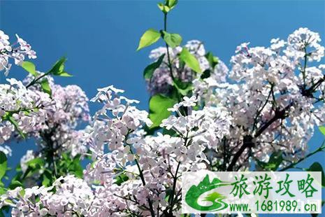 2022玄武湖汉服文化节 时间+活动内容