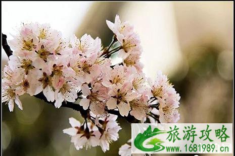 2022保定阜平樱花节4月20日开启 附活动时间安排