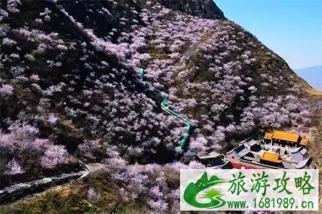 2022鸡鸣山桃花节 附活动时间安排