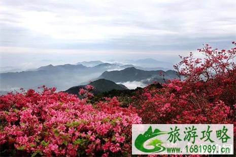 2022麻城龟峰山杜鹃花开了吗 龟峰山杜鹃花赏花攻略